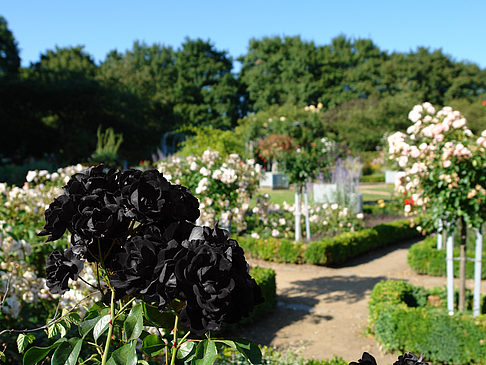 Foto Planten un Blomen - Rosengarten - Hamburg