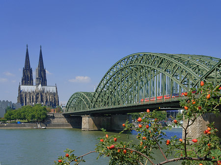 Strauch vor Hohenzollernbrücke