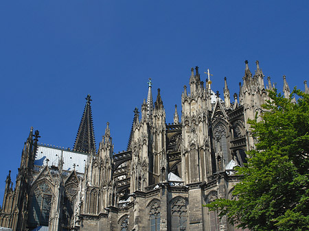 Kölner Dom mit Baum