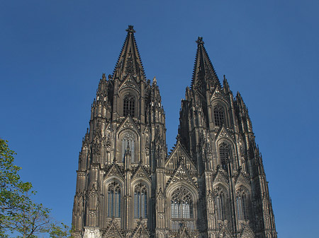 Fotos Kreuzblume vor Kölner Dom