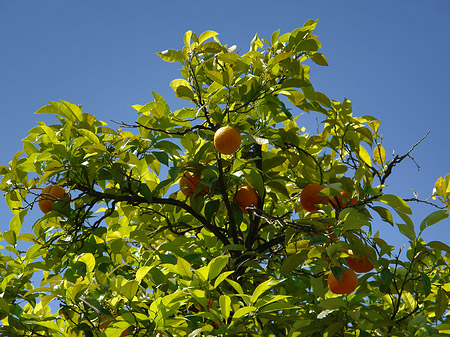 Bäume am Palatin Foto 